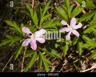 Anemone nemorosa ,, legno anemone, visione comune in qualsiasi legno norvegese nella primavera di solito bianco ma a volte viola o rosa Foto Stock