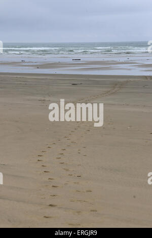 Le tracce in sabbia di Hooker il sea lion Nuova Zelanda Sea Lion Surat Spiaggia fiume Catlins Nuova Zelanda Foto Stock