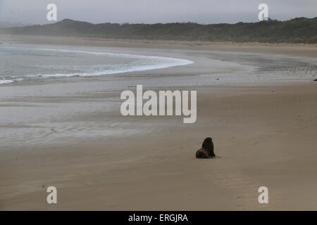 Le tracce in sabbia di Hooker il sea lion Nuova Zelanda Sea Lion Surat Spiaggia fiume Catlins Nuova Zelanda Foto Stock