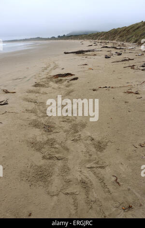 Le tracce in sabbia di Hooker il sea lion Nuova Zelanda Sea Lion Surat Spiaggia fiume Catlins Nuova Zelanda Foto Stock