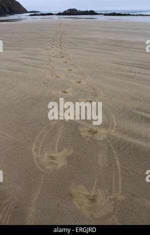 Le tracce in sabbia di Hooker il sea lion Nuova Zelanda Sea Lion Surat Spiaggia fiume Catlins Nuova Zelanda Foto Stock