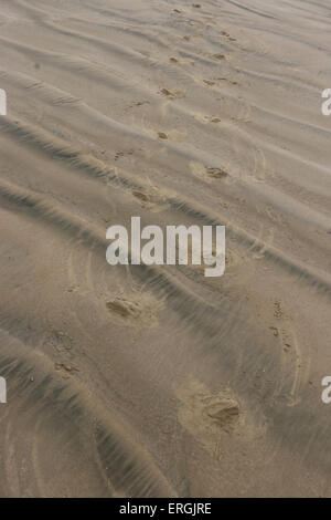 Le tracce in sabbia di Hooker il sea lion Nuova Zelanda Sea Lion Surat Spiaggia fiume Catlins Nuova Zelanda Foto Stock