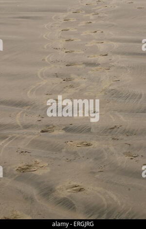 Le tracce in sabbia di Hooker il sea lion Nuova Zelanda Sea Lion Surat Spiaggia fiume Catlins Nuova Zelanda Foto Stock