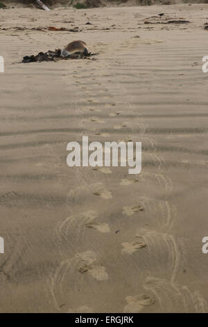 Le tracce in sabbia di Hooker il sea lion Nuova Zelanda Sea Lion Surat Spiaggia fiume Catlins Nuova Zelanda Foto Stock
