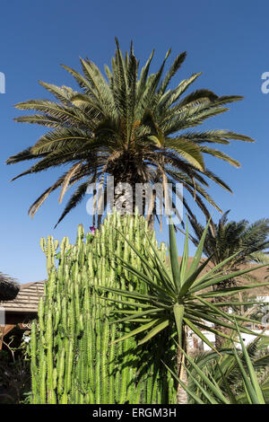 Palm Tree, piante, Betancuria, Fuerteventura, Isole Canarie, Spagna, Foto Stock