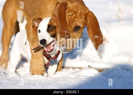 suonare da cani Foto Stock