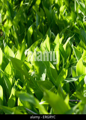 In prossimità del suolo della foresta in primavera, il giglio della valle di foglie, verdure fresche sotto la luce diretta del sole Foto Stock