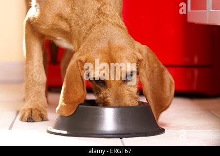 Mangiare cane Foto Stock