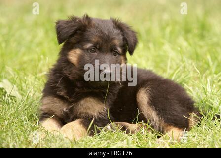 Old German sheepdog cucciolo Foto Stock