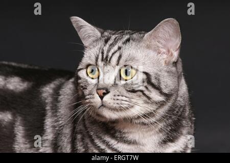 British Shorthair tomcat ritratto Foto Stock