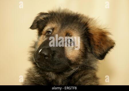 Il vecchio pastore tedesco cucciolo Foto Stock