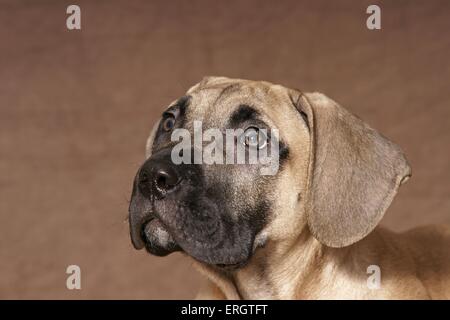 Dogo Canario cucciolo Foto Stock