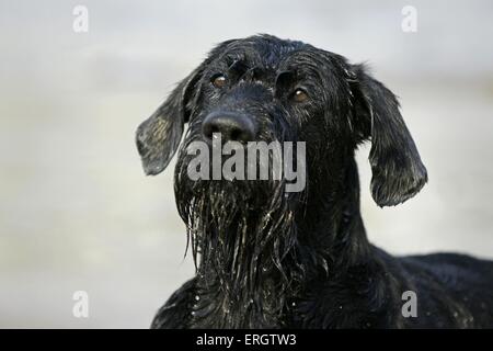 Schnauzer gigante ritratto Foto Stock