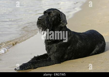 Schnauzer gigante Foto Stock