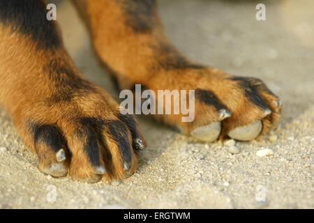 Rottweiler cucciolo Foto Stock