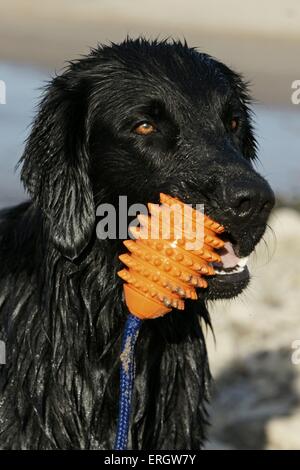 Appartamento rivestite Retriever ritratto Foto Stock