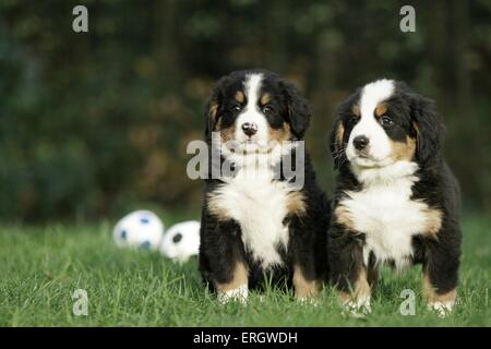 Bovaro del Bernese cuccioli Foto Stock