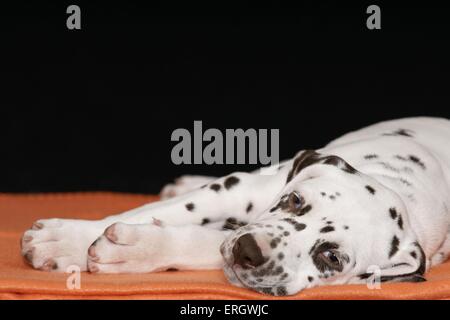 Cucciolo dalmata Foto Stock