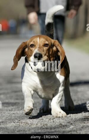 Riproduzione di Basset Artesien Normand Foto Stock