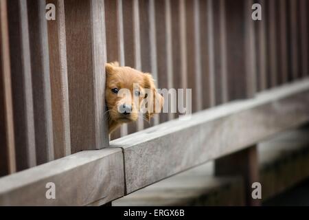 Golden Retriever cucciolo Foto Stock