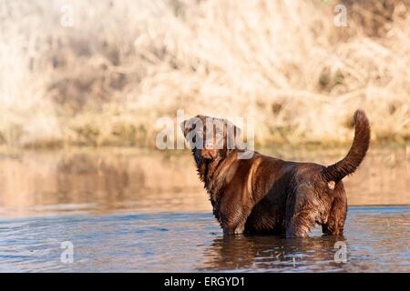 La balneazione Labrador Retriever Foto Stock