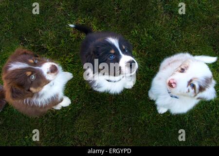 Pastore australiano cuccioli Foto Stock