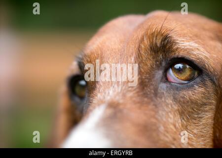 Basset Hound occhi Foto Stock