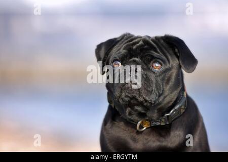 Ritratto del Pug Foto Stock