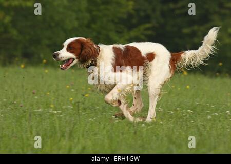 Esecuzione di Irish rosso-e-bianco Setter Foto Stock