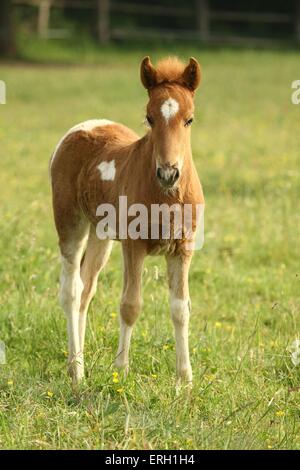 Cavallo islandese puledro Foto Stock