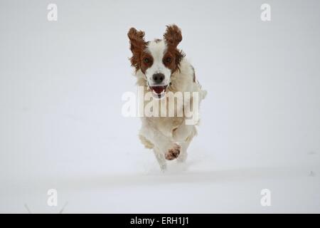 Esecuzione di Irish rosso-e-bianco Setter Foto Stock