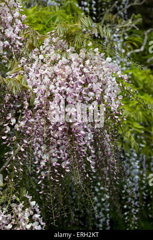 Elegante penzolante rosa e bianco racemi di profumati scalatore, Wisteria floribunda 'Honbeni' Foto Stock