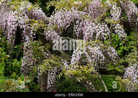 Elegante penzolante rosa e bianco racemi di profumati scalatore, Wisteria floribunda 'Honbeni' Foto Stock