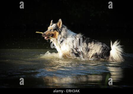 Riproduzione longhaired Collie Foto Stock