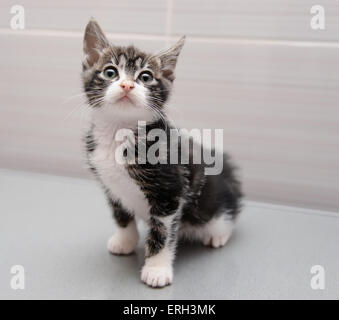 Grigio di razza Kurilian Bobtail gattino Foto Stock