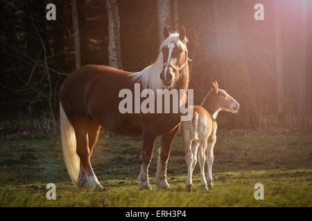 2 Noriker Foto Stock