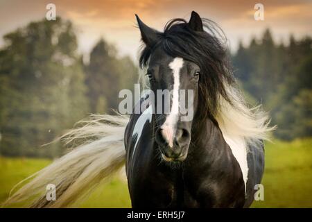 Irish Tinker ritratto Foto Stock