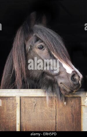 Irish Tinker ritratto Foto Stock