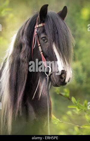 Irish Tinker ritratto Foto Stock