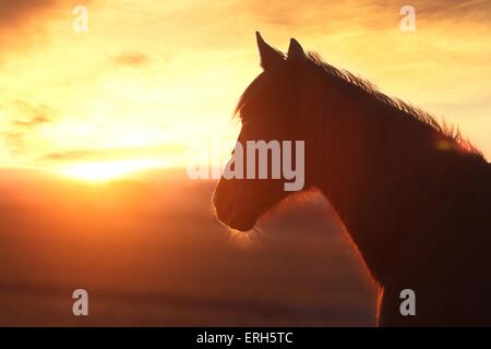 Trotter ritratto Foto Stock