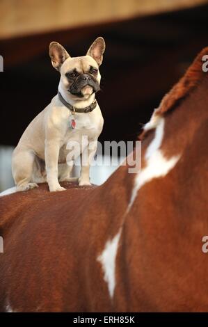 Bulldog francese seduto sul cavallo Foto Stock