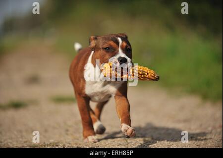 Staffordshire Bull Terrier Foto Stock