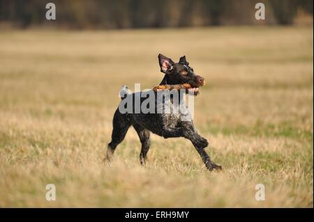 Riproduzione di tedesco puntatore wirehaired Foto Stock