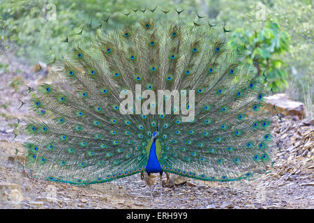 Un pavone dancing in Ranthambhore National Park Foto Stock