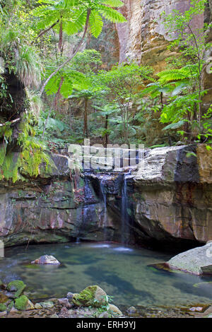 Moss giardino interno Carnarvon Gorge Foto Stock