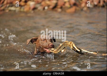 riproduzione di mongrel Foto Stock