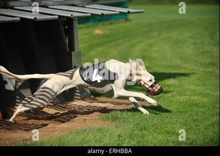 Esecuzione Levriero Persiano Foto Stock