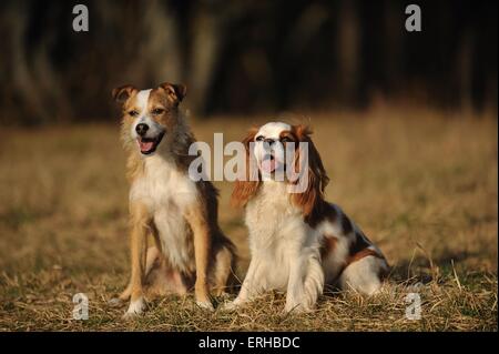 2 cani Foto Stock