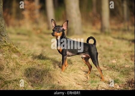 Russian Toy Terrier Foto Stock