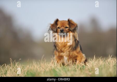 Seduta Spaniel tibetano Foto Stock